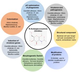 N-Acetyl Glucosamine