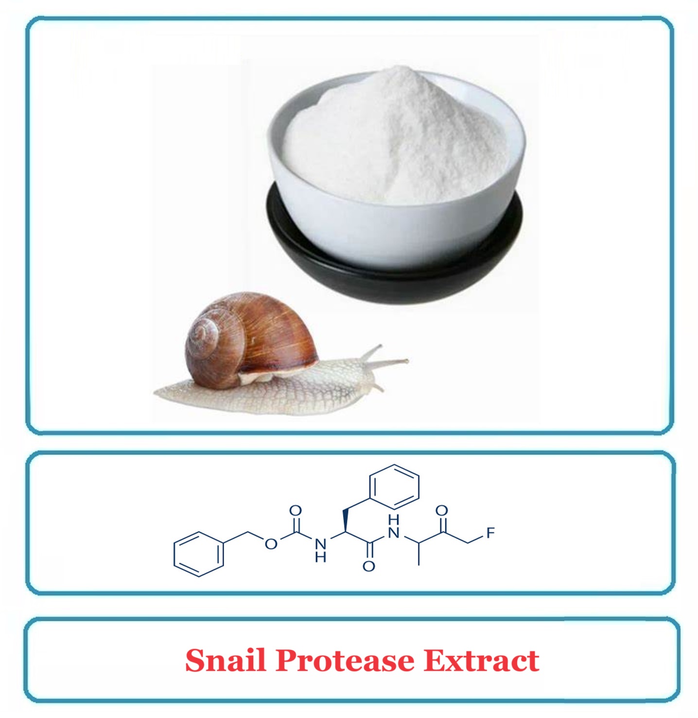 Snail Protease Extract