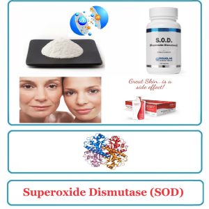 Superoxide Dismutase