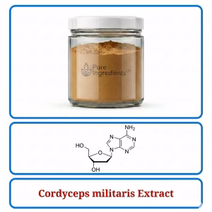 Cordyceps Militaris Extract – Premium Mushroom Extract for Energy & Endurance Support